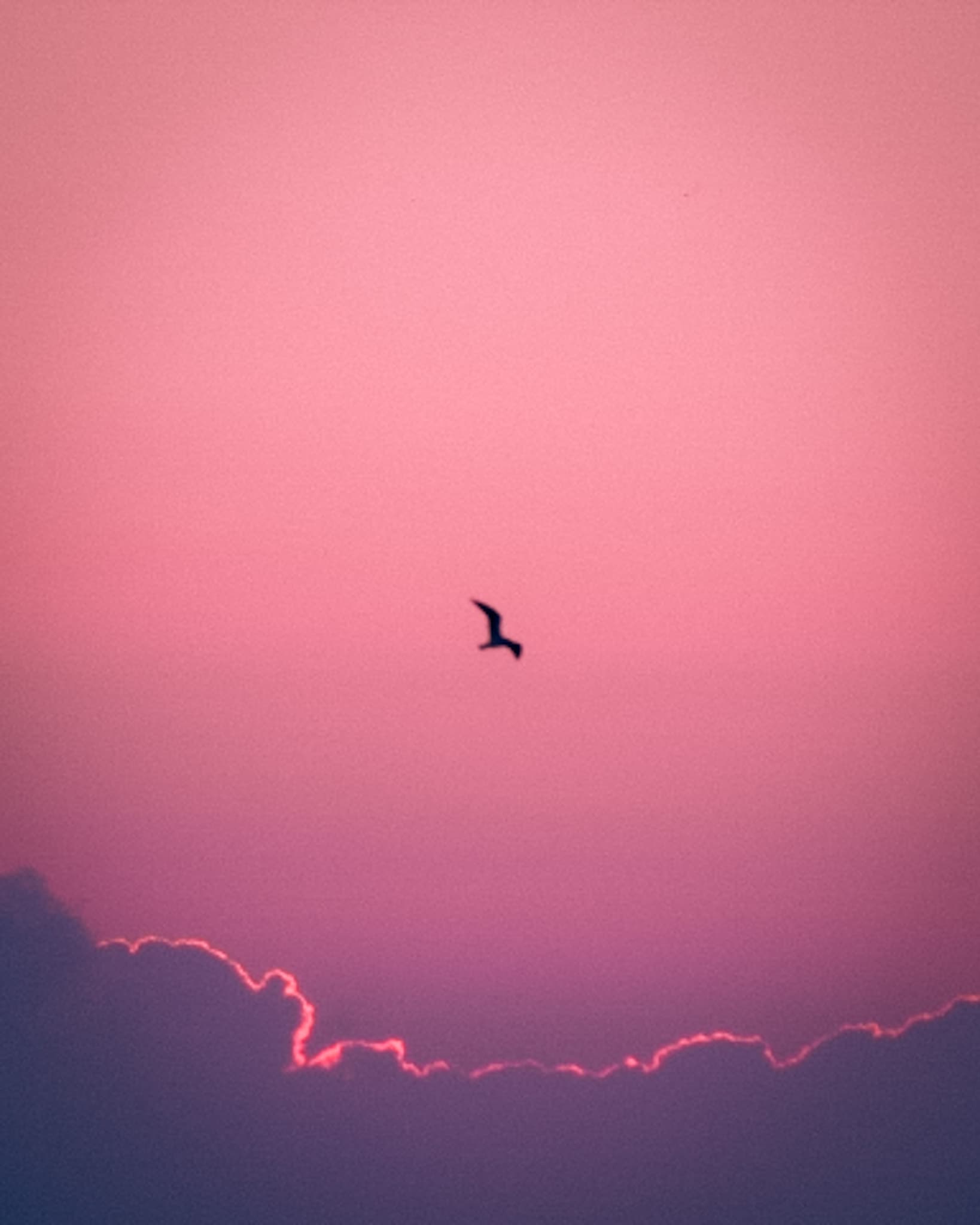 Bird at Sunset