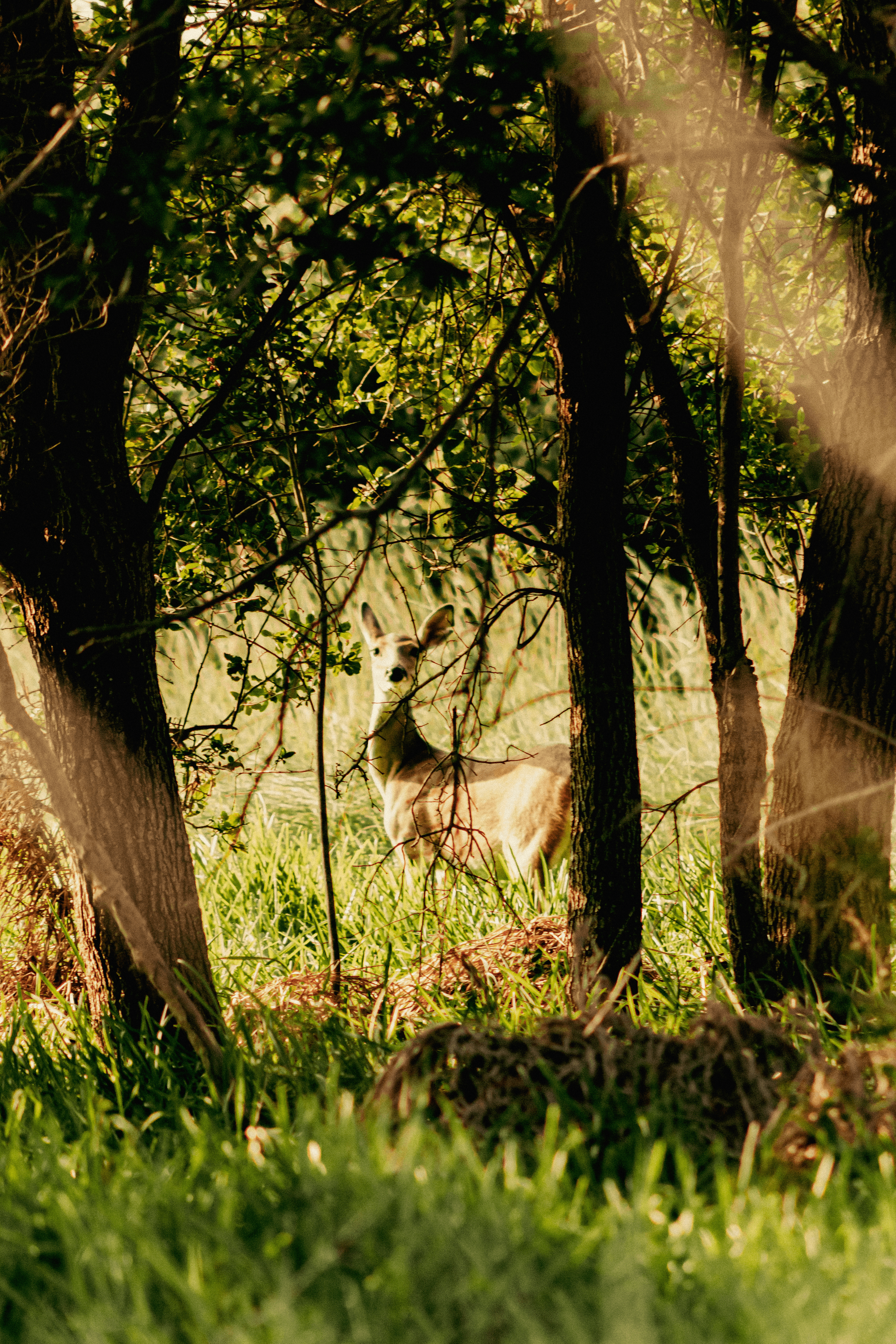 Deer in the Woods
