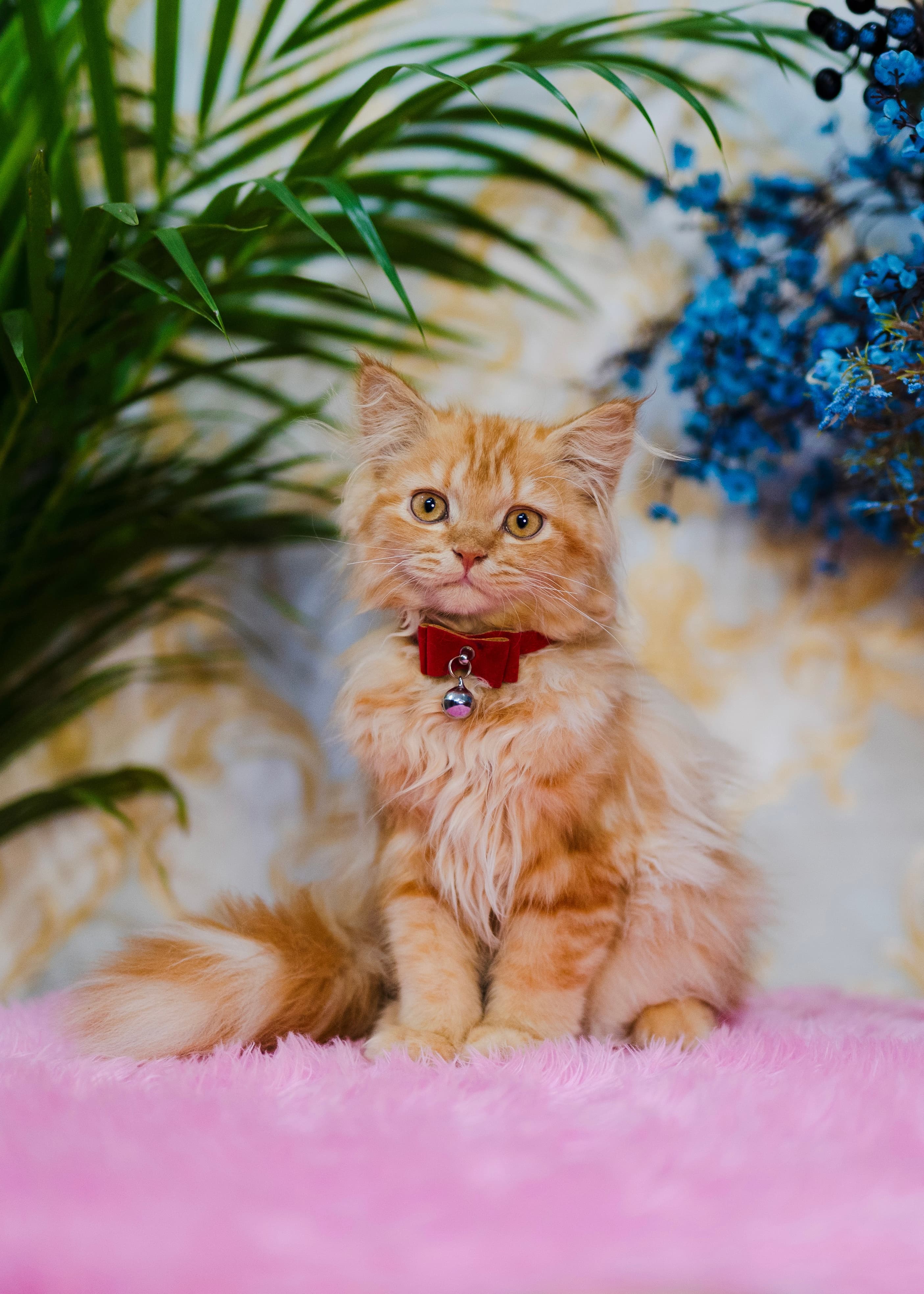 Lilly the Cat