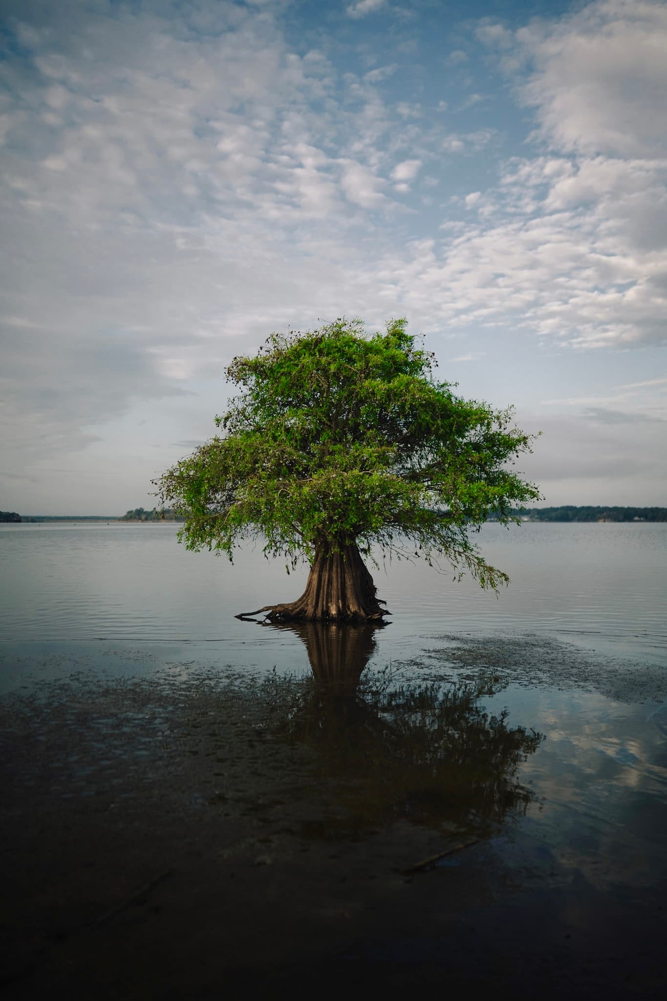 Tree in Water